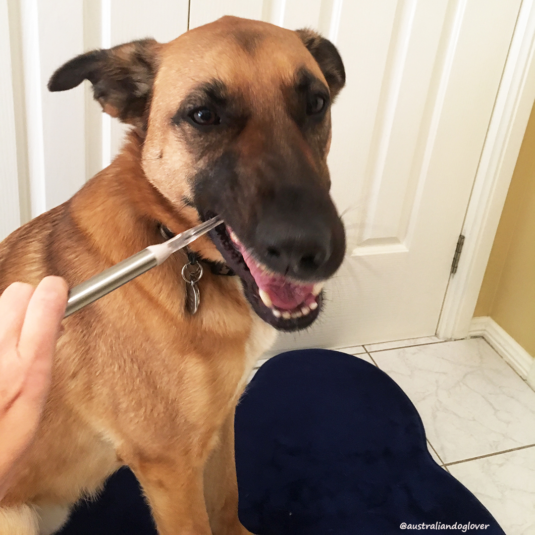 ION5 Ionic Toothbrush for Dogs Review Australian Dog Lover
