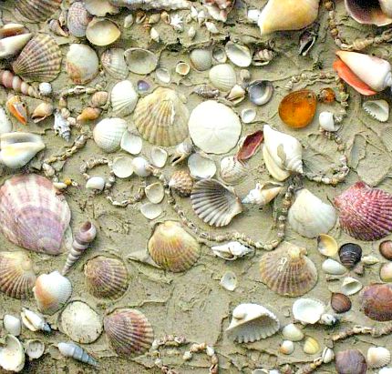 seashell wall