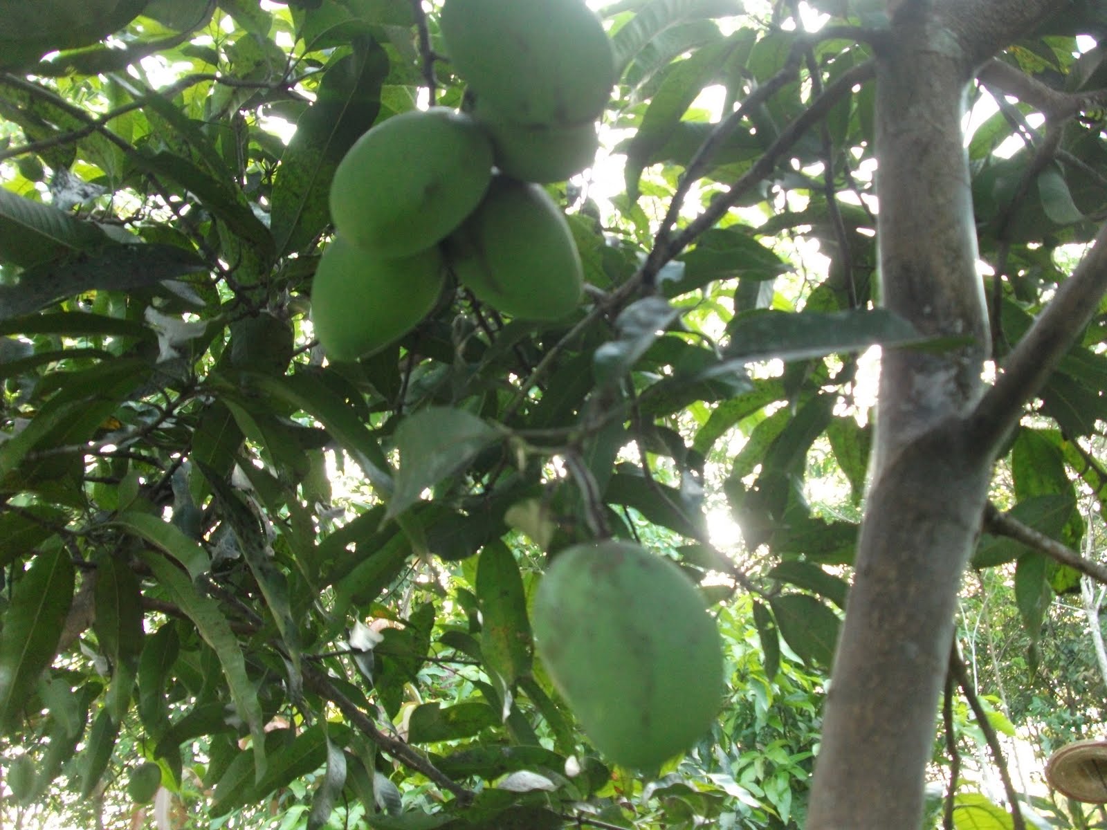 Apresiasi Seni Seorang Guru Musim Buah Mangga Dah Tiba!