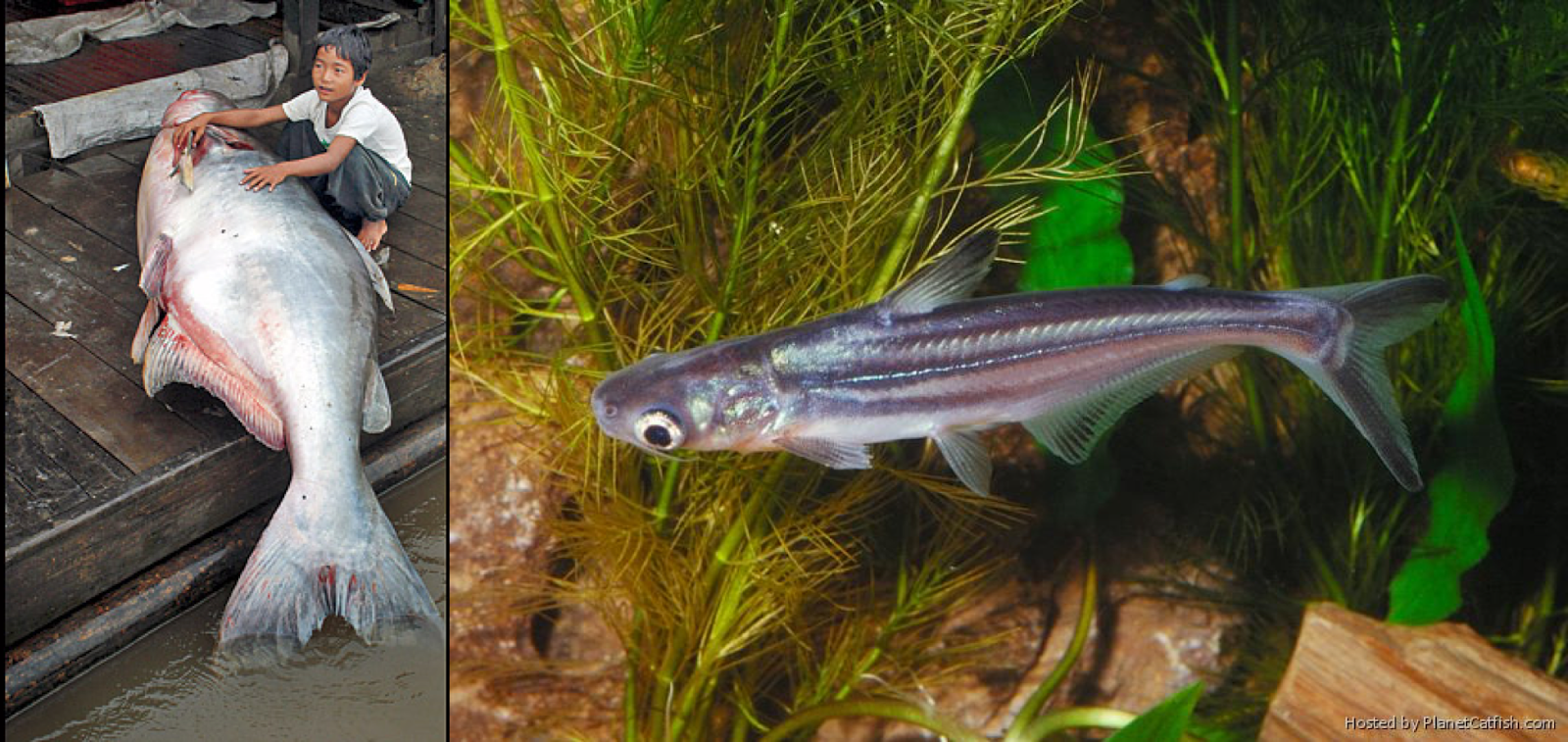 Virginia Tech Ichthyology Class : What Are Umbrella Fish? by Don Orth