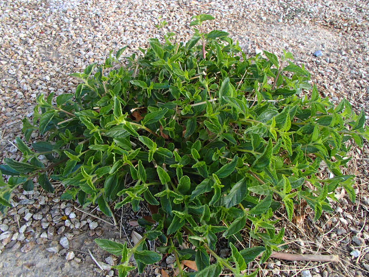 Xtremehorticulture of the Desert Prune Lantana and Star Jasmine at