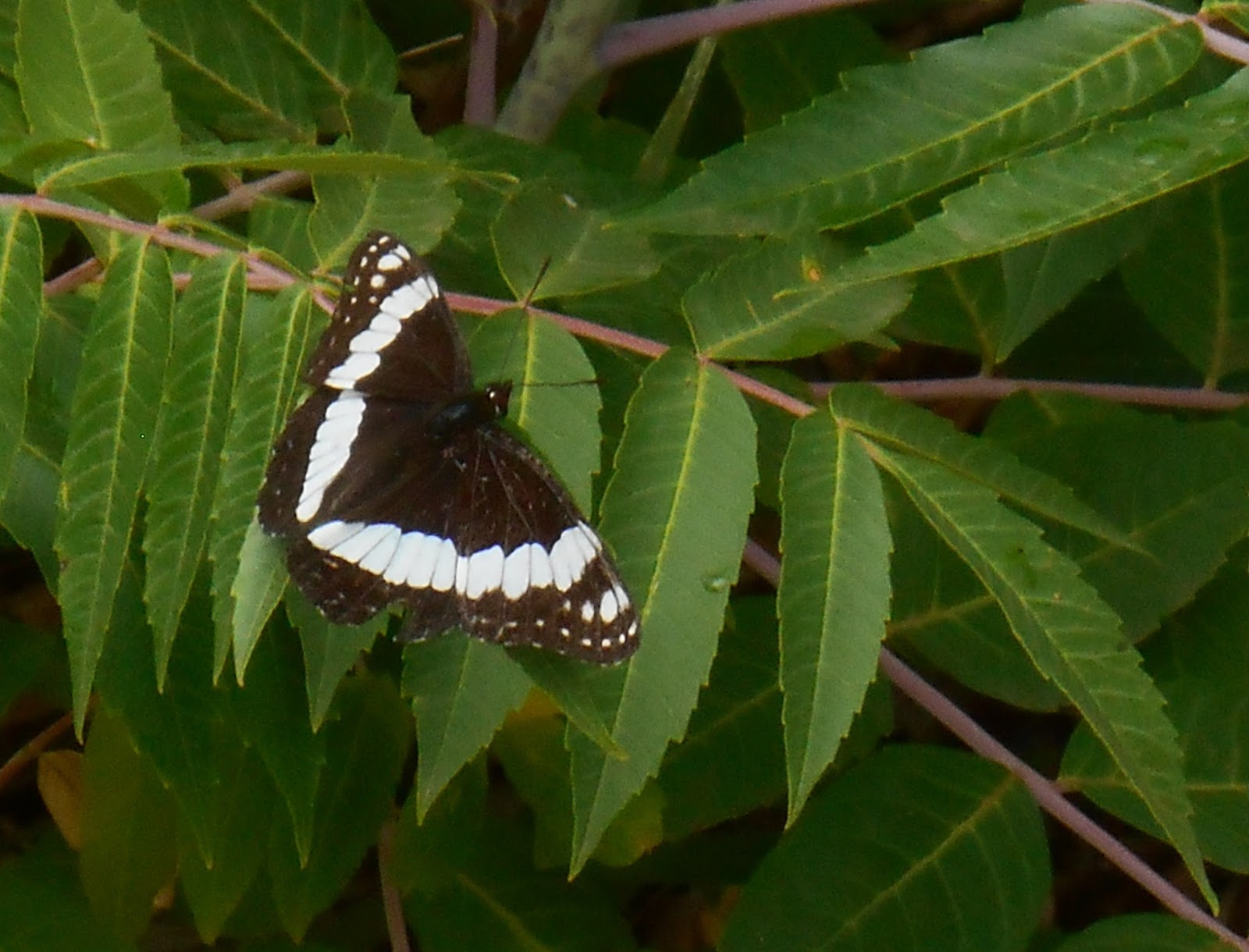 Restless native Colorado butterflies inhabit local gardens