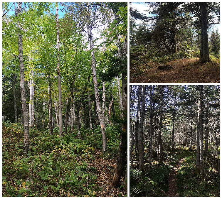 Hiking in the White Mountains Kilkenny Ridge Traverse