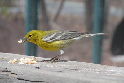 Photo of Pine Warbler on deck railing Photo of Pine Warbler on deck railing