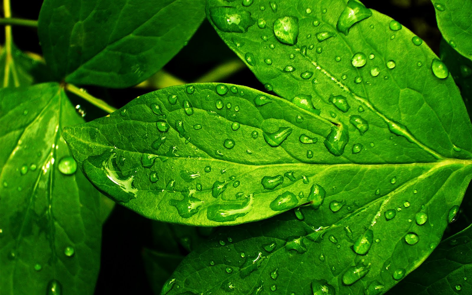 Rain Drops on Leaf HD Close Up Wallpapers | Desktop Wallpapers