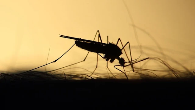 Dengue fever, Gulf, Oman, Dengue fever spread in Oman 