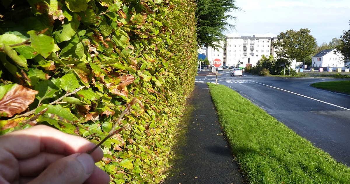 Shannon Allotments Propogating beech hedge cuttings