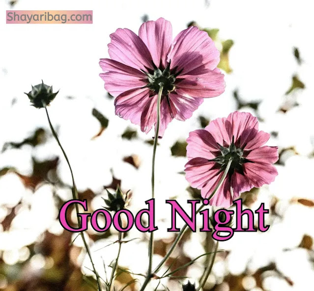 Good Night Beautiful Flowers Pictures Good Night Beautiful Flowers Pictures