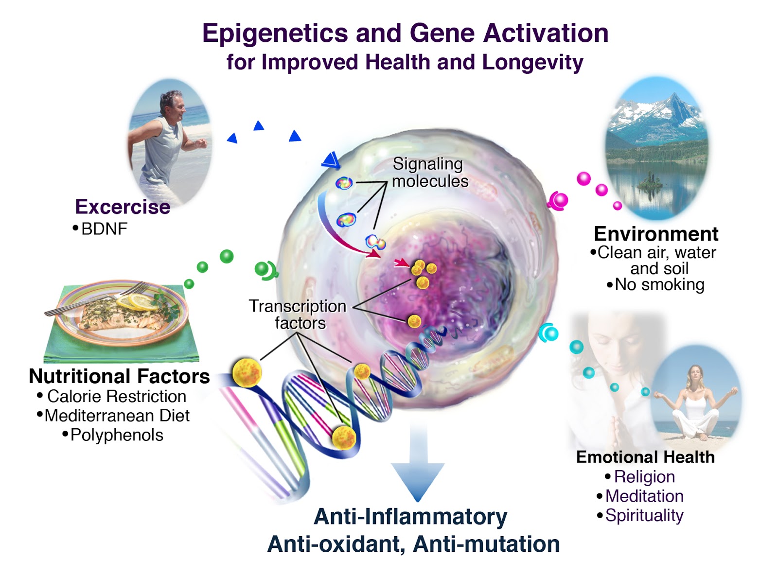 Wisdom Quarterly: American Buddhist Journal: Epigenetics: disease-free