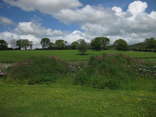 Flowers, fields, and trees at Gorwelion, Bala, Wales.