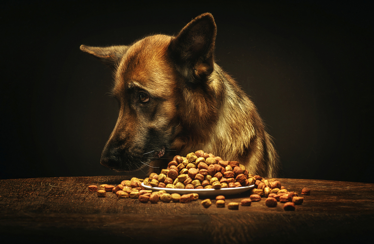 Australian Pet Food Standards Failing Pet Parents Australian Dog Lover