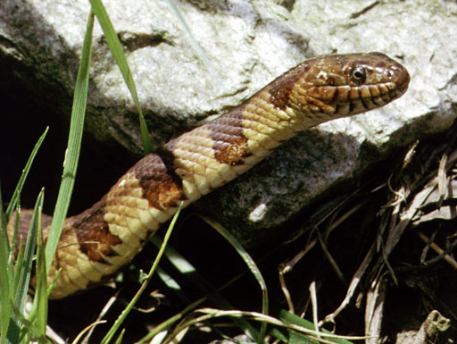Endangered New Jersey: Snakes in New Jersey