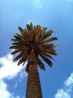  palm tree