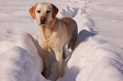 مسترد لابرادورLabrador Retriever