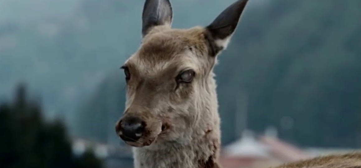 Aumenta preoccupazione per la Malattia del Cervo Zombie.