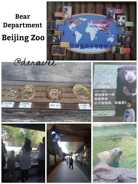 giant panda beijing zoo