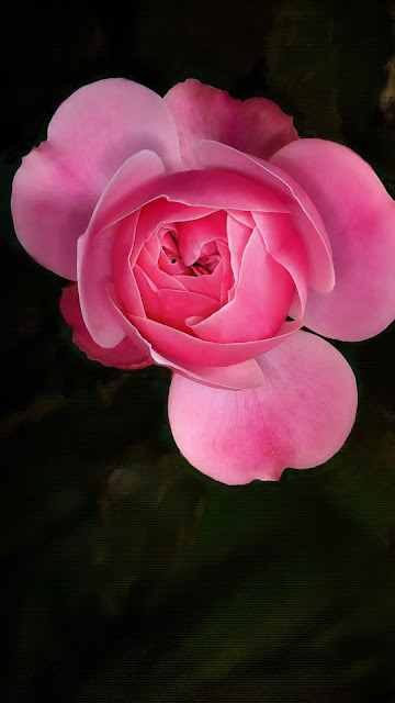 Close up image HD Rose Pink Rose Flower