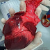 O coração tem, em média, um tamanho menor que o de nossa mão aberta