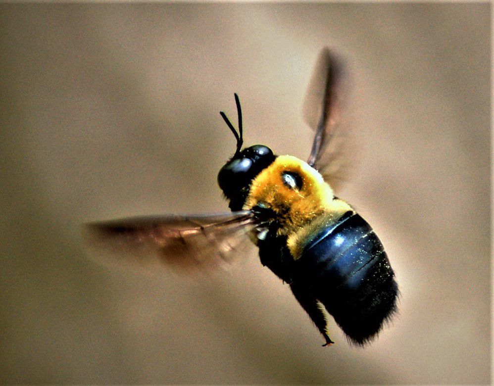 HOW TO GET RID OF CARPENTER BEES