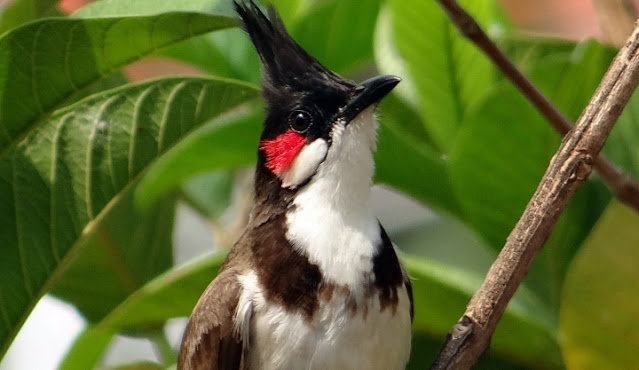 bulbul pakshi ki jankari