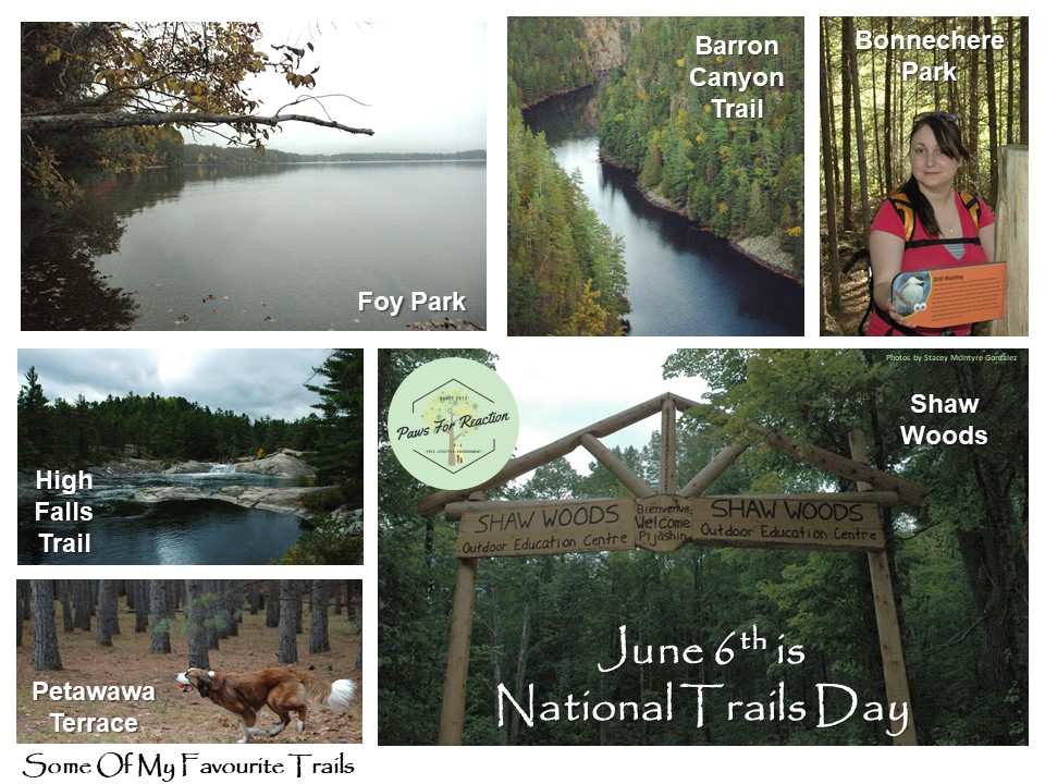 Paws for Reaction Summer on the dog trail Guide to safe day hiking