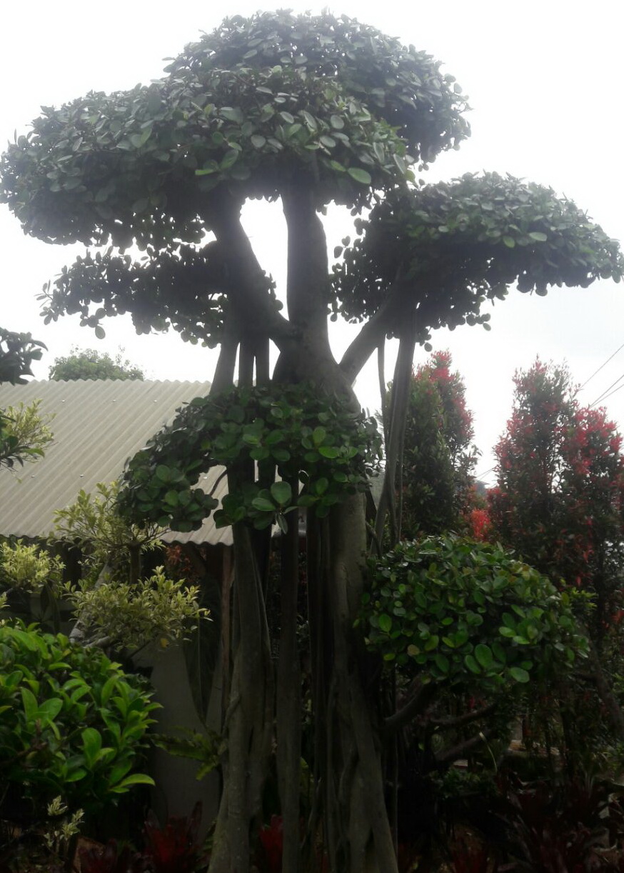 Jenis Bonsai dan Harganya