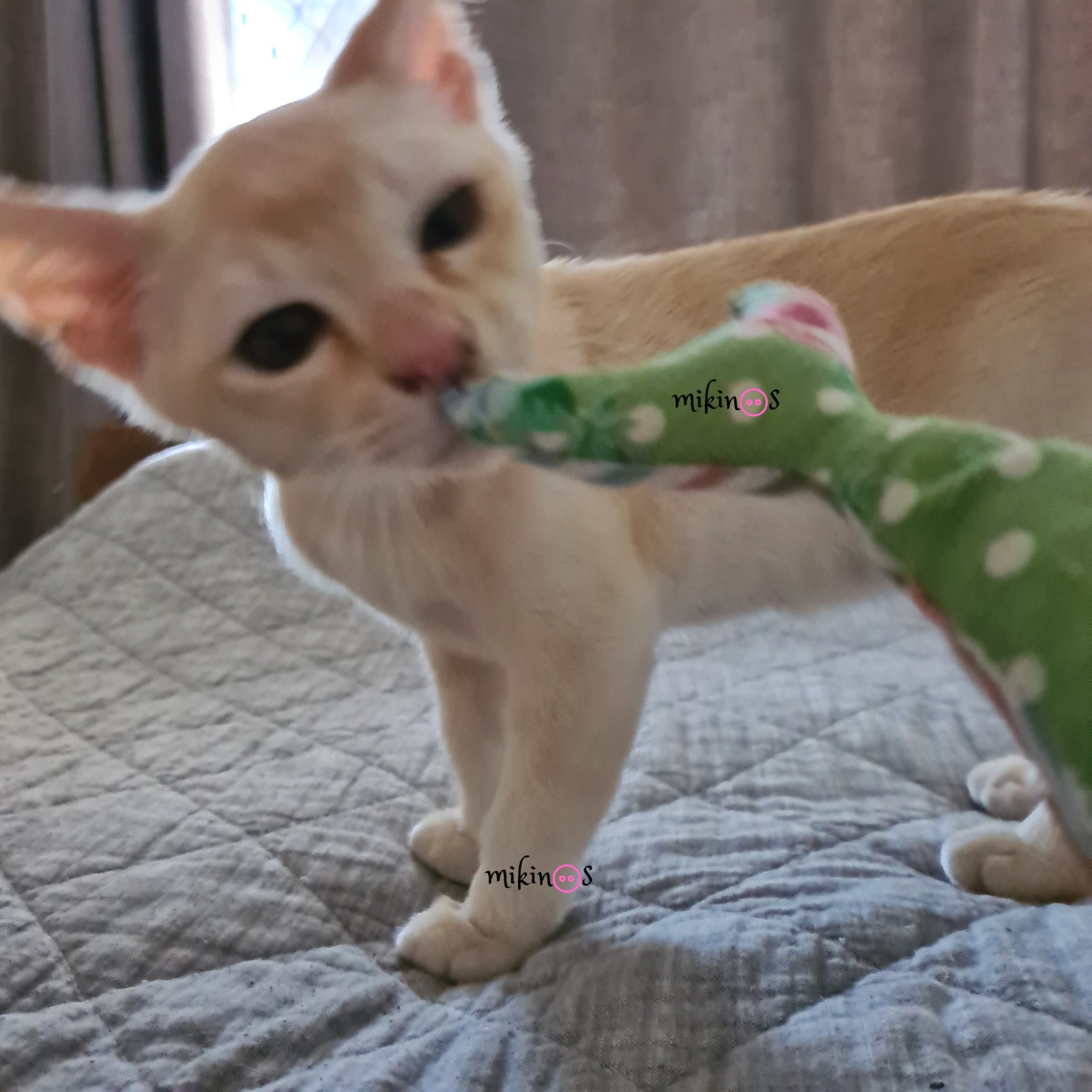 DIY cat toy fish; cat toy tutorial