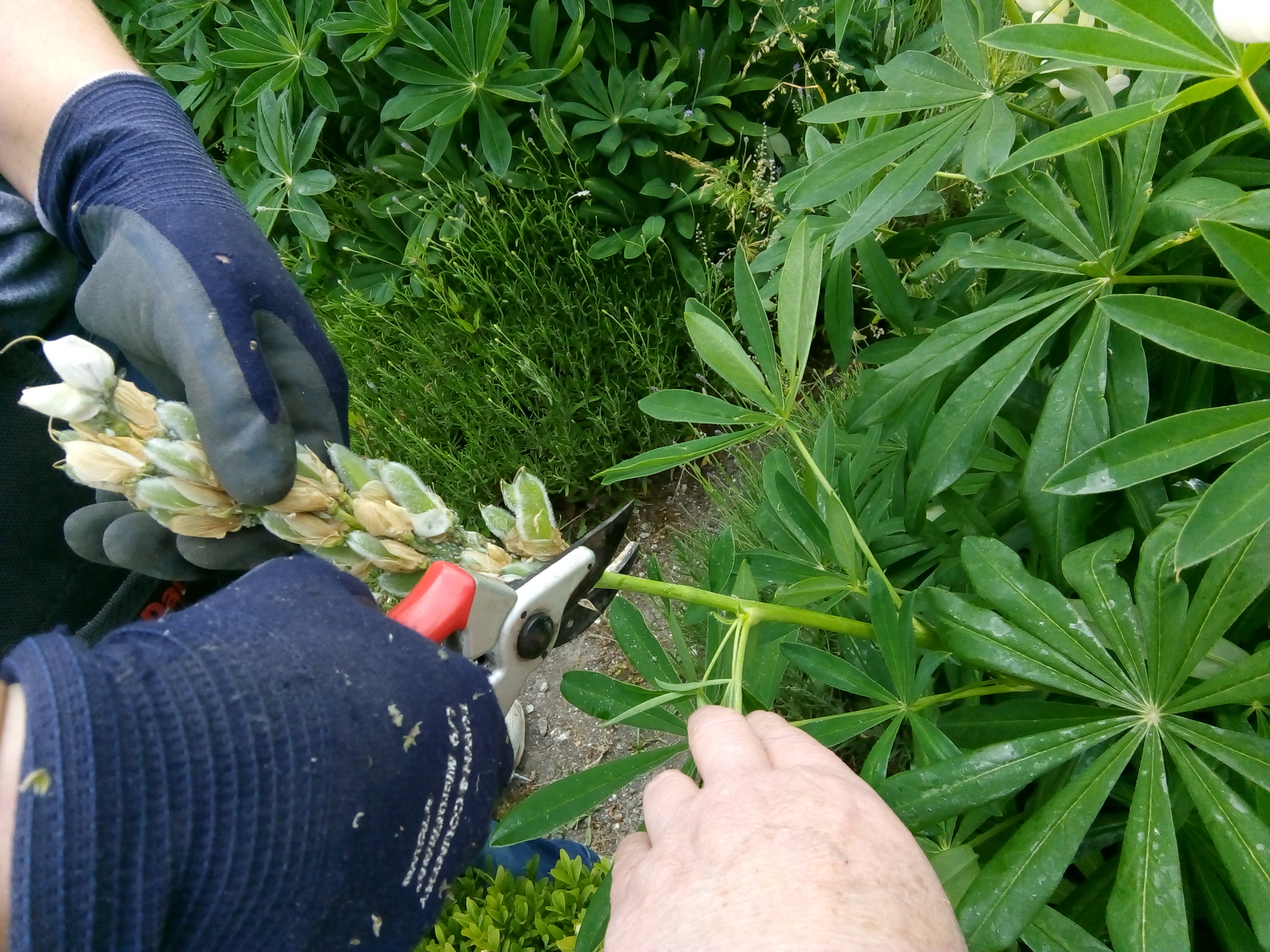 Rachel the Gardener Lupins again how to deadhead them