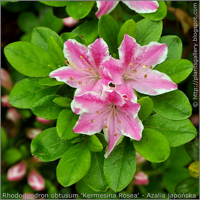 Rhododendron obtusum 'Kermesina Rosea' flowers - Azalia 'Kermesina Rosea' kwiaty