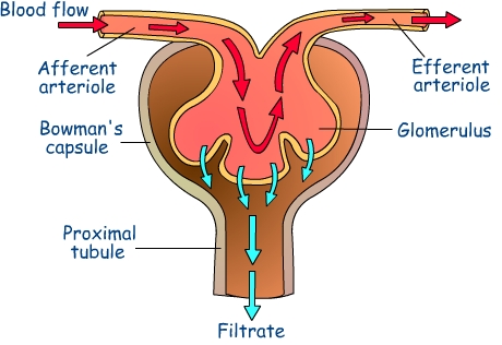 system labyrinth through nephrons