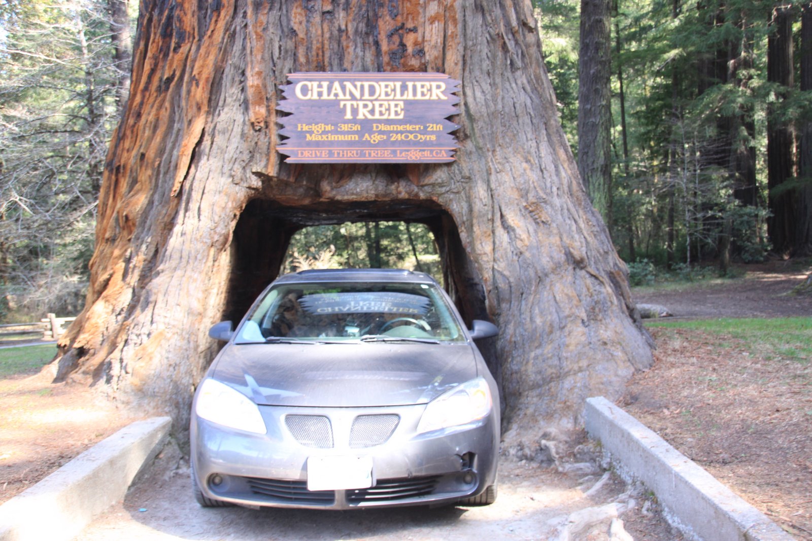 OUR TRAVEL JOURNAL Chandelier Drivethru Tree Underwood Park Est
