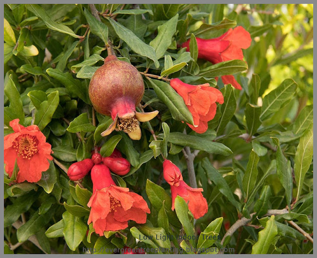 Evergreen Tree planting Low Light Indoor TreesAMERICAN PLANT EXCHANGE