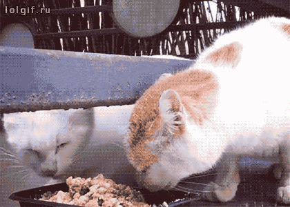 Funny cats - part 337, cute cat pictures, best cat photo, cat gif
