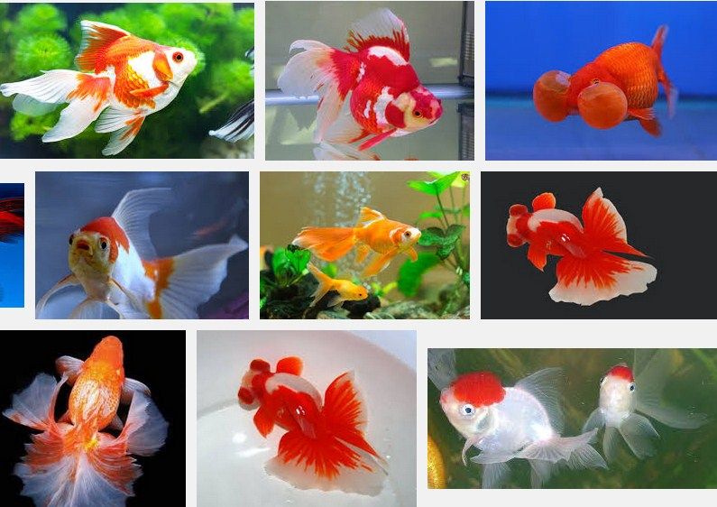 Cara Merawat dan Memelihara Ikan Mas Koki Yang Baik Cara Merawat dan Memelihara Ikan Mas Koki Yang Baik