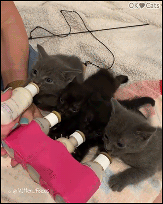 Cute Kitten GIF • Bottle Lady delivers. How to feed 4 kitties at the same time [cat-gifs.com]