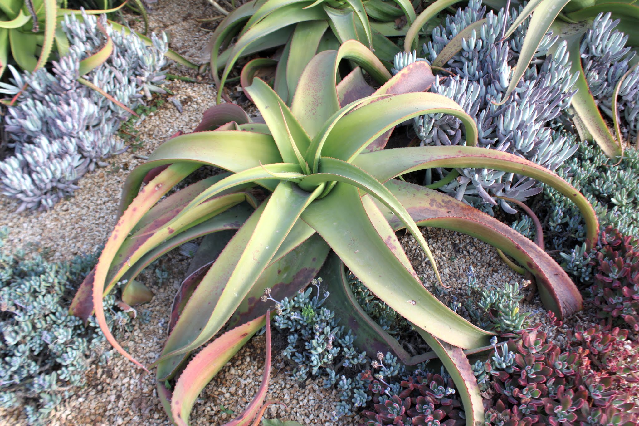 Growing Aloe Vanbalenii
