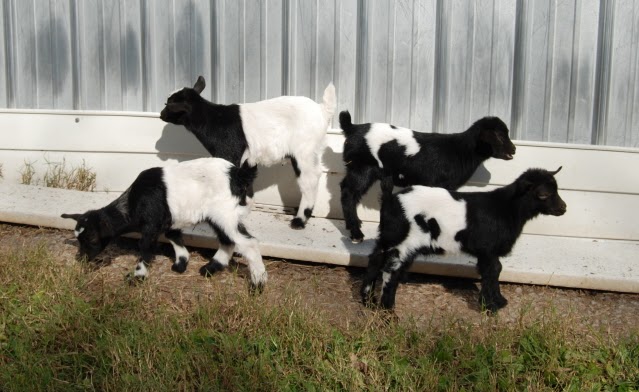 Animals and nature: How To Vaccinate Fainting Goats