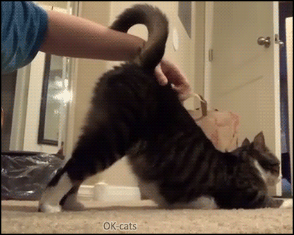 Funny Cat GIF • Funny cat loves so much back scratches haha that butt is like an elevator Funny Cat GIF • Funny cat loves so much back scratches haha that butt is like an elevator