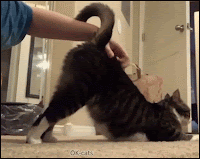 Funny Cat GIF • Funny cat loves so much back scratches haha that butt is like an elevator