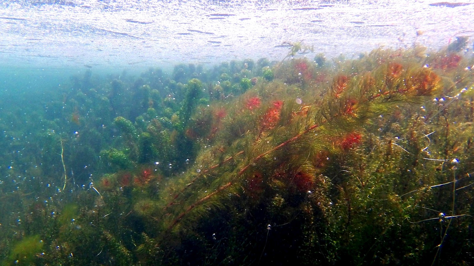 aquatic-plants.jpg