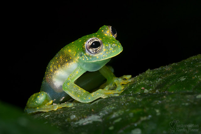 Sachatamia albomaculata - Cascade Glass Frog