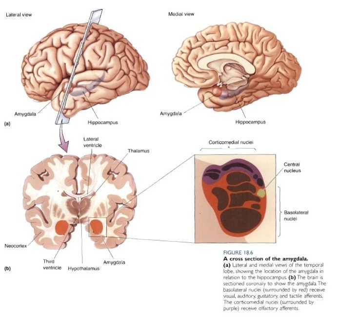 appunti di neuroscienze meccanismi cerebrali delle emozioni appunti di neuroscienze meccanismi cerebrali delle emozioni