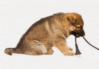 Peligro de que el perro muerda los cables