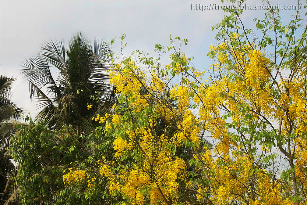 Kanikonna / Konnapoo - The Vishu Special Flower | My Travelogue - Indian  Travel Blogger, Heritage enthusiast & UNESCO hunter!