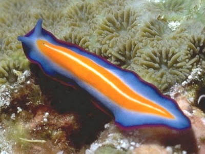 platyhelminthes adalah