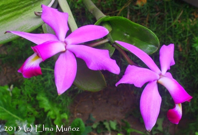 Orquidea Cattleya violacea