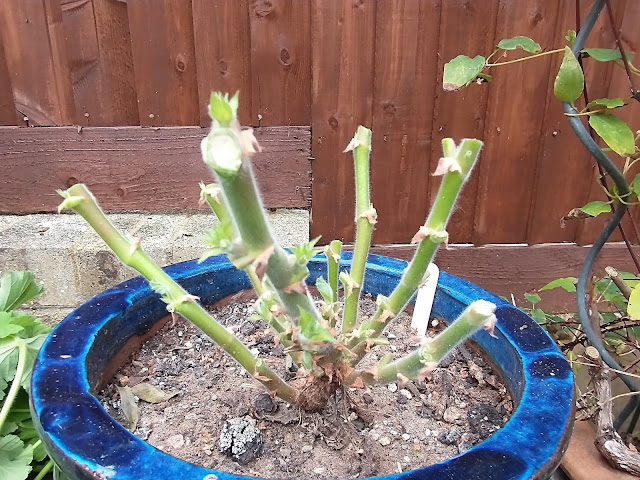 My newly denuded pelargonium ready for winter