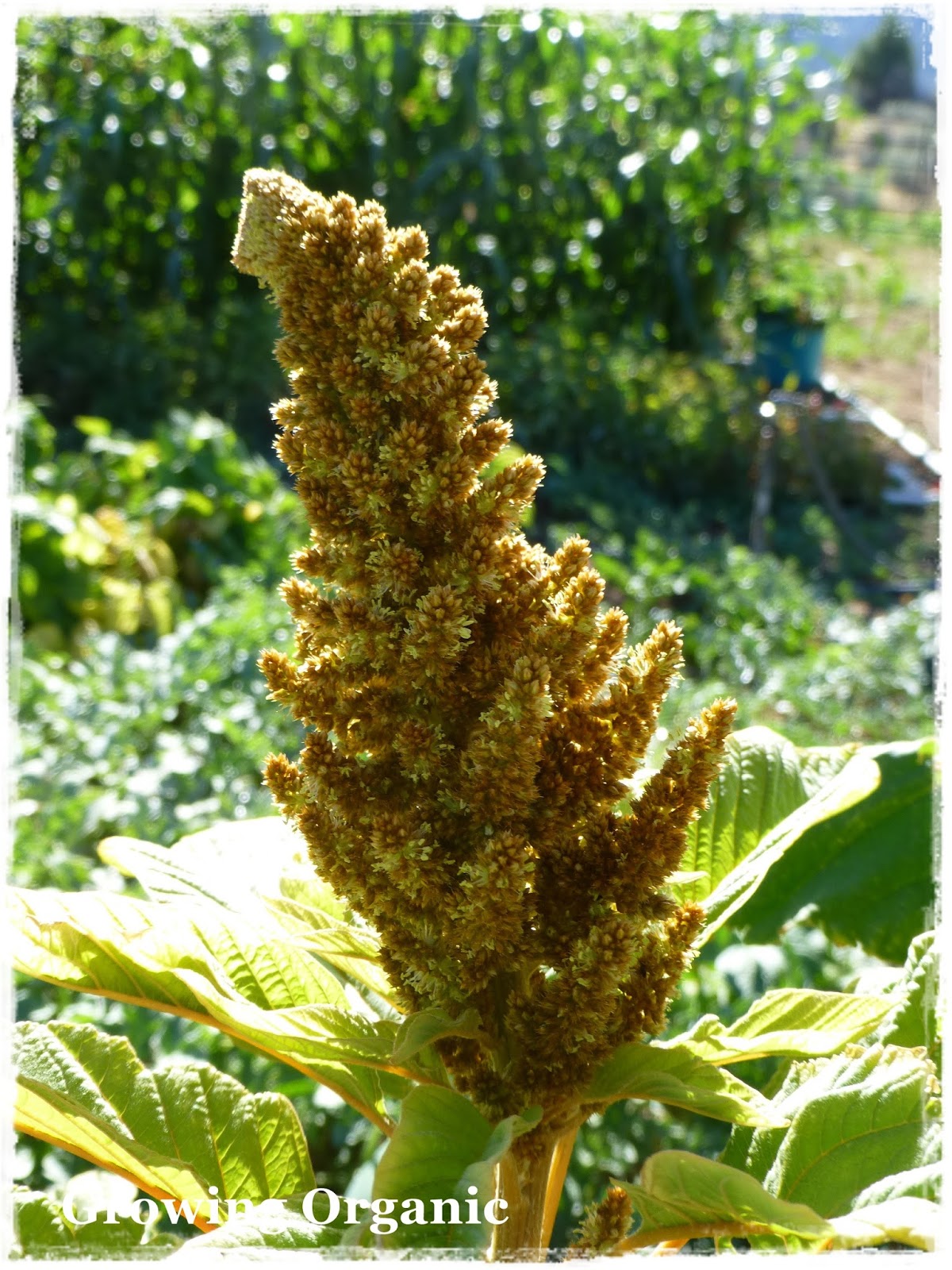 Growing Organic Amaranth
