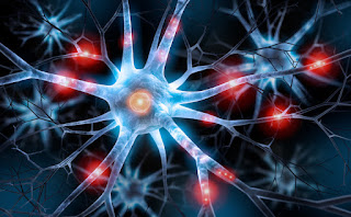 يقول باحثو جونز هوبكنز الطب أنهم طوروا طريقة لزرع بعض خلايا المخ زرع بعض خلايا المخ