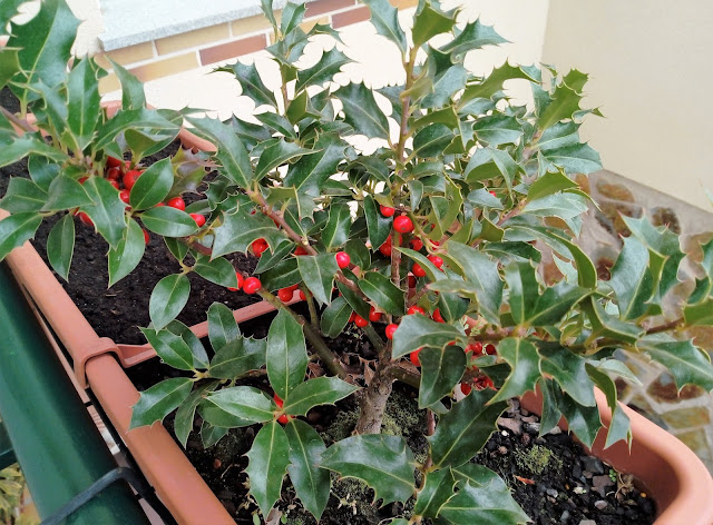 Acebo "Alaska" (Ilex aquifolium "Alaska").